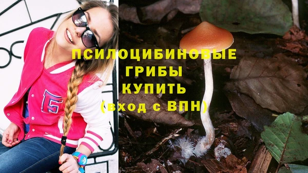 сатива Бородино